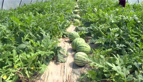 固原市吃瓜事件最新进展,最新进展揭示惊人内幕