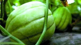 株了个州吃瓜事件,揭秘网络舆论的狂欢与反思