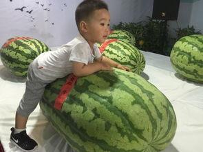 密云吃瓜群众事件,一场网络舆论的风暴与反思