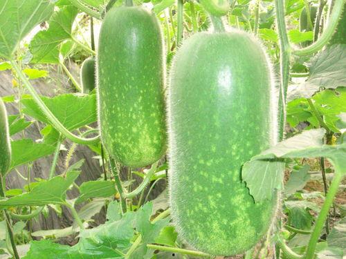 兰州吃瓜事件照片高清图