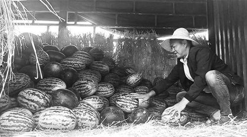 贵州布依族吃瓜群众事件,一场网络舆论的风波与反思