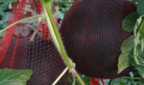 最近儋州人吃瓜事件,一场网络狂欢背后的真相与反思