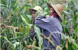 临沂兰田吃瓜事件,一场网络热议背后的真相与反思