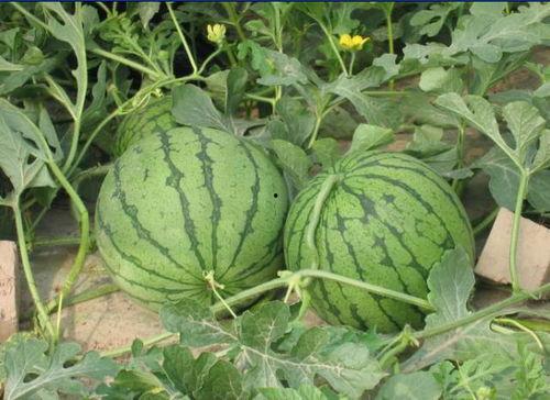 连云港网红吃瓜事件