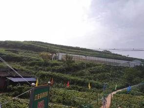 三门峡吃瓜群众事件,网络舆论的狂欢与反思